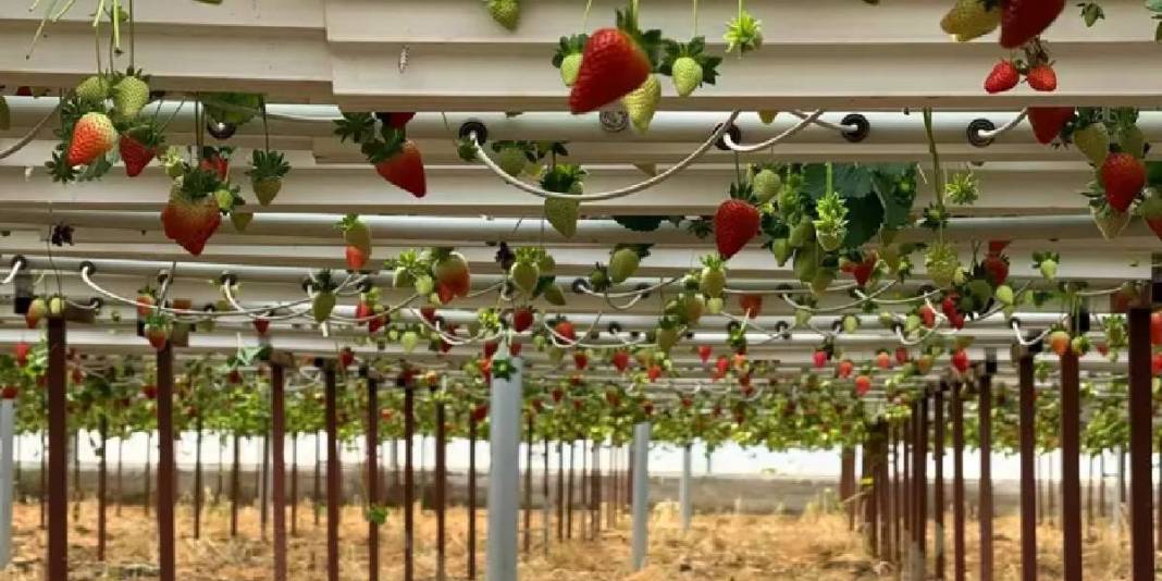 Serik’te kurduğu tesiste üretime başladı: Avrupa ve Asya ülkeleri kasa kasa alıyor 7